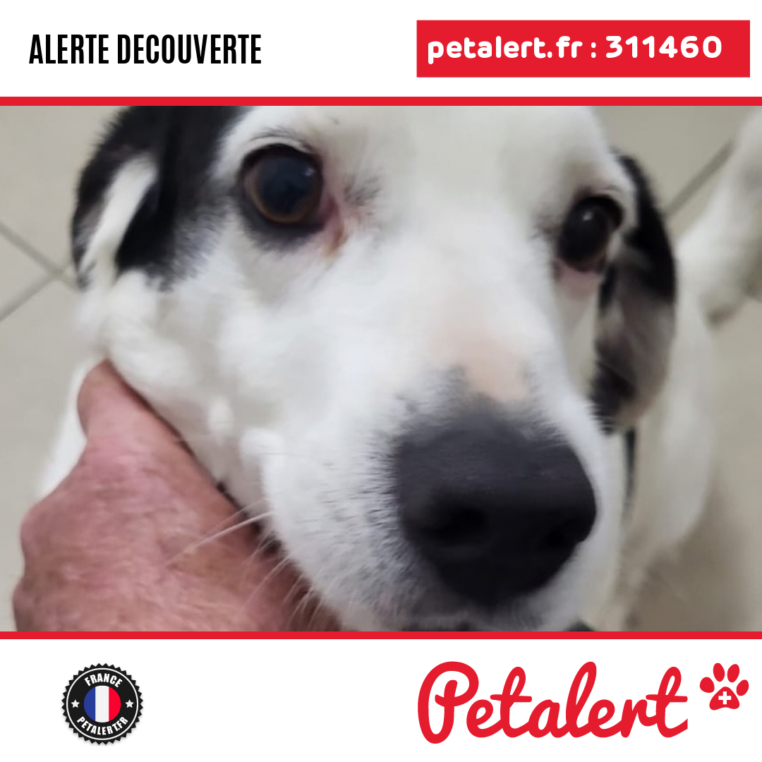 petalert_france's tweet photo. Trouvé #Chien #ValDeMarne #LHayLesRoses #Petalert #PetAlert94 / https://t.co/ZRk2a2ZOd7 https://t.co/DsSOLgepSB