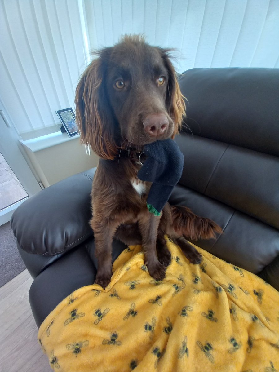 A Sprocker's Life For Me tweet media