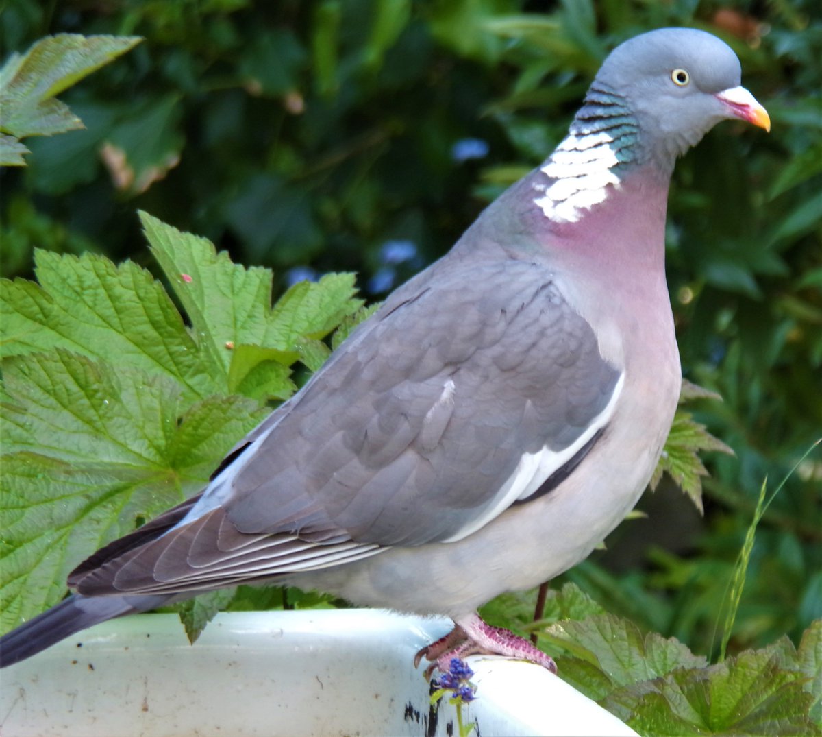 Pooper the Wood Pigeon #woodpigeon #columbapalumbus #birds #gardenbirds #gardenfriends