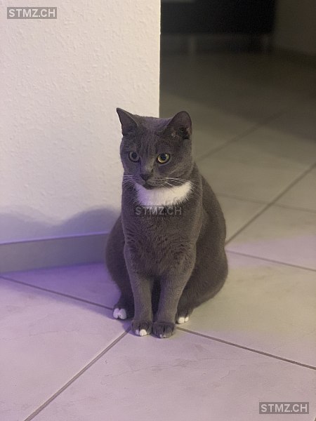 stmz_ch's tweet image. #Katze #vermisst stmz.ch/306608 4416 #Bubendorf weiblich gefleckt Weiss Grau kurzhaar