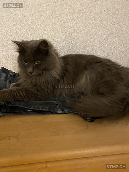 stmz_ch's tweet image. #Katze #vermisst stmz.ch/306606 8182 #Hochfelden weiblich einfarbig Grau langhaar