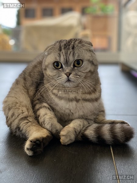 stmz_ch's tweet image. #Katze #vermisst stmz.ch/306607 5712 #Beinwil am See weiblich getigert Weiss Grau kurzhaar