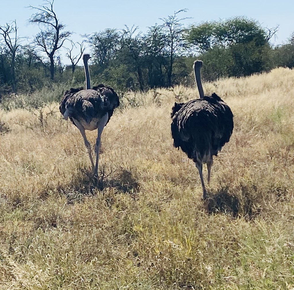 Taking time out from science in AFRICA ! Climbing sand dune mountains in Namibia … to wild encounters with animals in Botswana … life, you can choose to see it all or stay locked indoors !