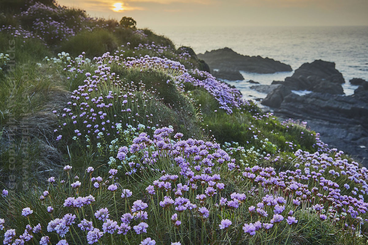 Evening friends. Some of my images from my recent photography workshop on #Devon's Atlantic coast are now on my website. Take a look at nigelhicks.com/photography-wo…
#Torbayhour @ThePhotoHour @CanonUKandIE @OPOTY