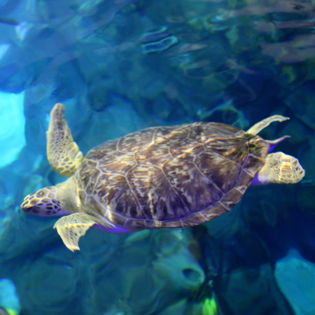 NCAquariumFF's tweet image. SHELLABRATE with us!  Tomorrow is World Turtle Day. 🐢 Visit five turtle stops in the Aquarium. 🤳🏽 Take a Shelfie. 📱Post on your social media pages with hashtag #ShellabrateTurtles 🏆 Claim your prize. Advance tickets required. Save turtles: 
ncaquariums.com/newsroom-fort-…