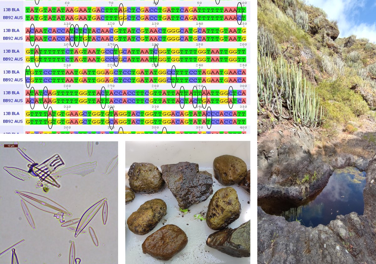 RosaTrobajo's tweet photo. Interested in aquatic ecology? Like to work on diatoms in Macaronesian &amp; Mediterranean rivers 💧 integrating molecular 🧬&amp; morphological approaches &amp; predictive modelling 📈?
We're looking for a candidate to do a PhD, surpervised by @RosaTrobajo &amp; @xavier2bgranell &amp; Javier Sigró https://t.co/C6I9d7kocp