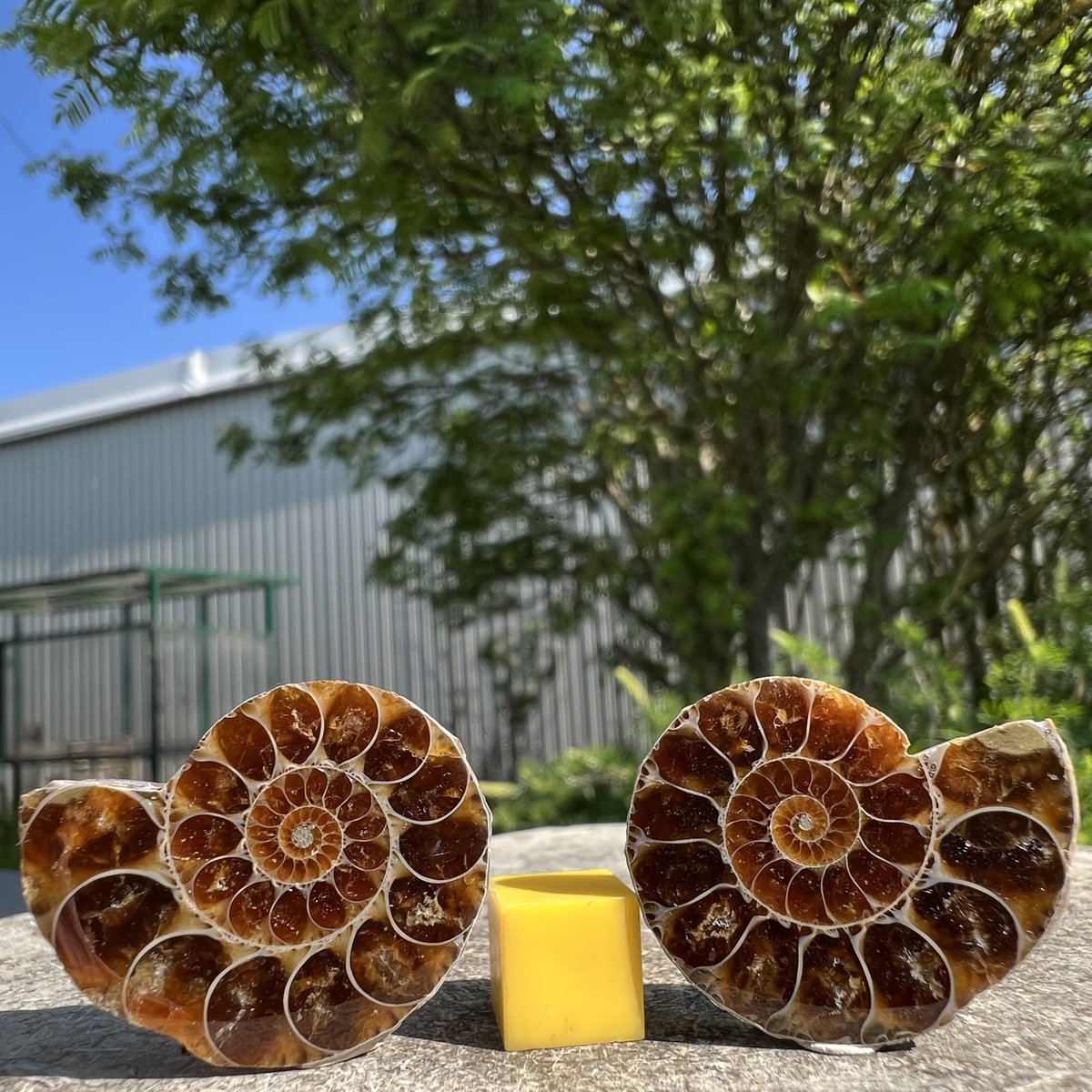 Genuine Fossilized Ammonite from Madagascan Jurassic Era - Authentic and Exquisite mylostgems.com/product/ammoni…