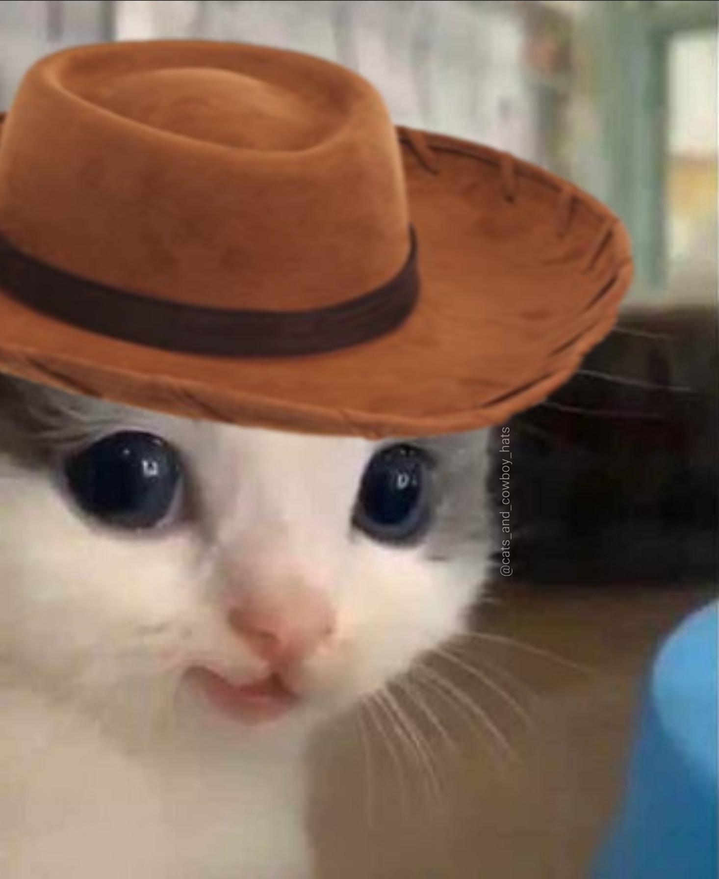 Cats And Cowboy Hats (@Cowboycats) / Twitter