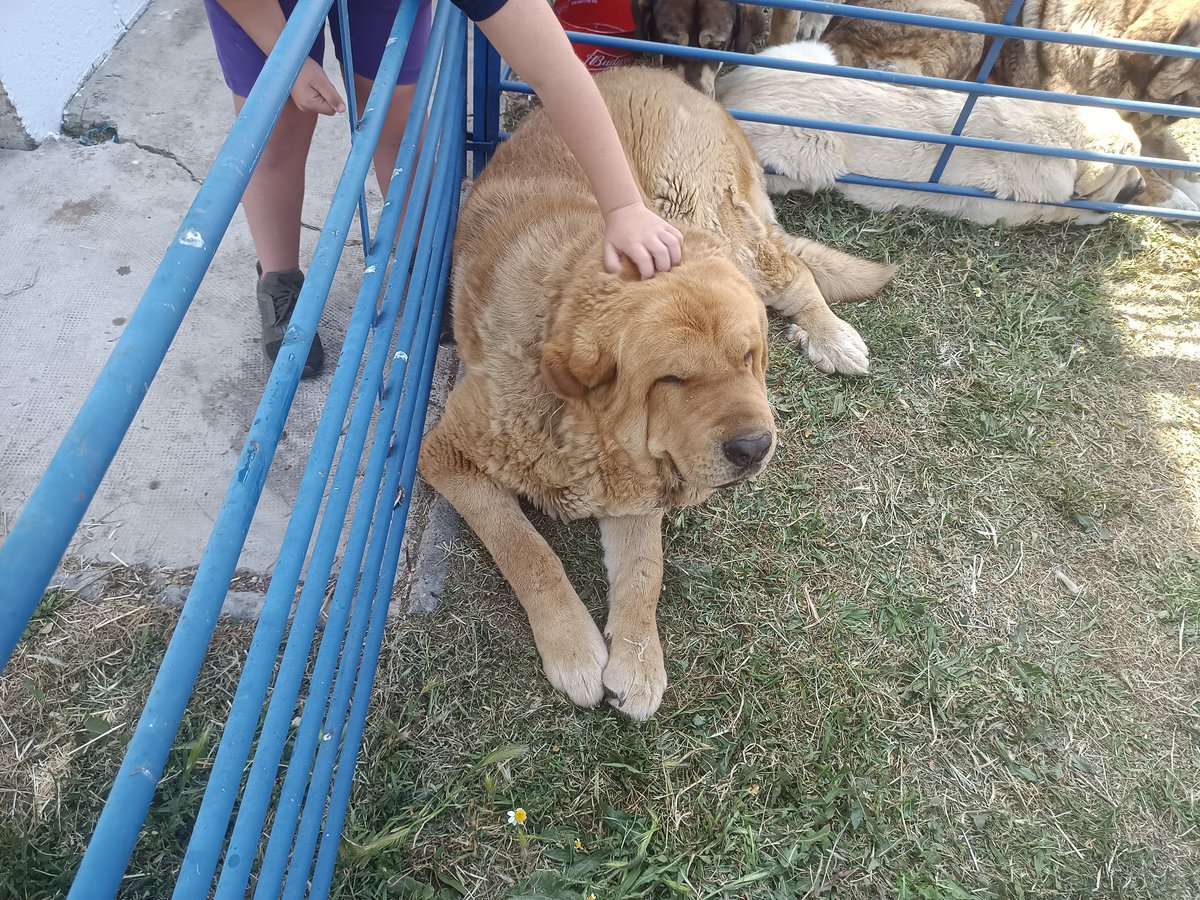 ipinabarro's tweet photo. Mastín español con pedigrí a la izquierda, mastín ganadero sin pedigrí (y que se ha zurrado, ver herida encima del ojo) a la derecha. Las diferencias entre lo que algunos llaman perros de concurso y perros de trabajo #mastin https://t.co/Bk7cX8xeMd