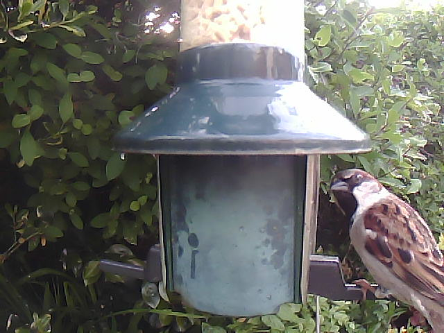 Birdfeederpic's tweet photo. Live WEBCAM:Cam1 Birdfeedercam Carlisle UK #Bigdata #Industry4 #Bird #Springwatch  #IOT  #Birdphotography #Naturephotography #Nature #cumbria 22/05/2023 20:19:17 https://t.co/dyemXeGdno