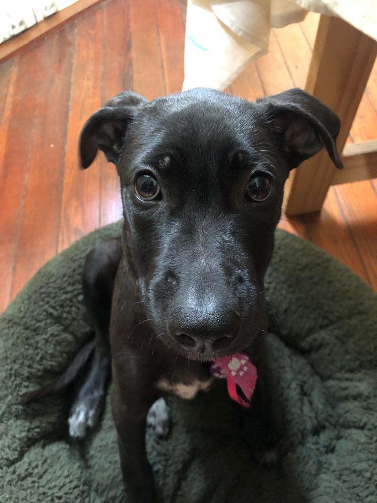 HeyyLu's tweet image. Kiwa es una cachorra de 5 meses que busca familia. La habían adoptado, pero la devolvieron porque los gatos de la familia no la aceptaban 😭 (ella se lleva bien con perros y gatos). Es super mimosa e inteligente. Estamos en CABA. ¿Me dan una mano difundiendo, por favor?