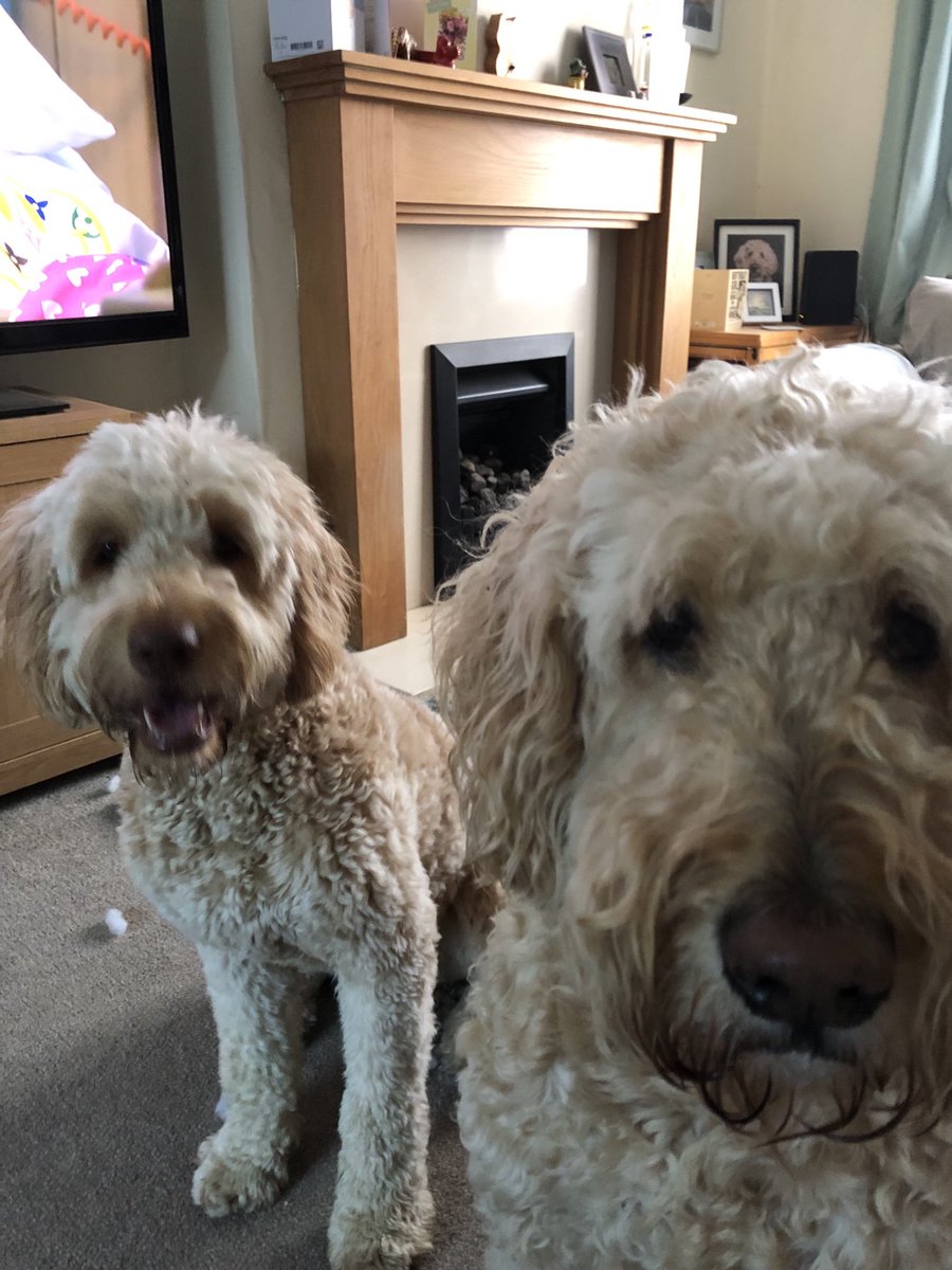 Bob Doodle and Lucy pup tweet media