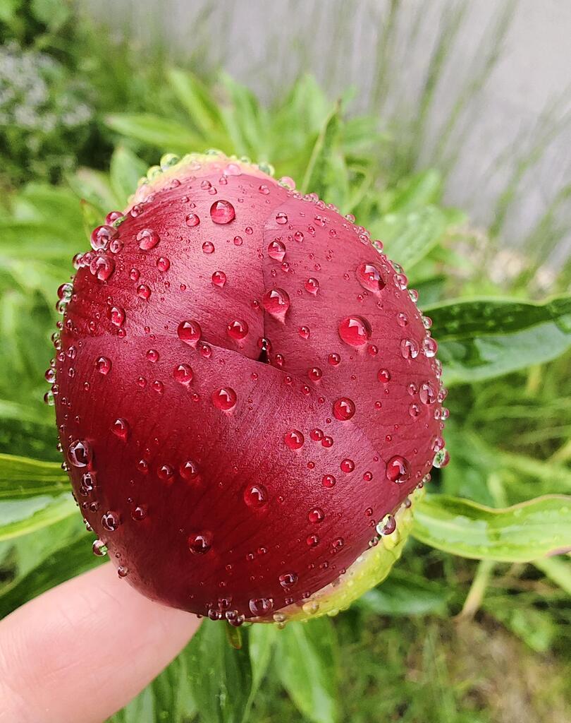 My peony, still in pre-bloom, yet already looking like a queen of everything... Click here to signup for awesome gardening tips: bit.ly/2SfI4n0