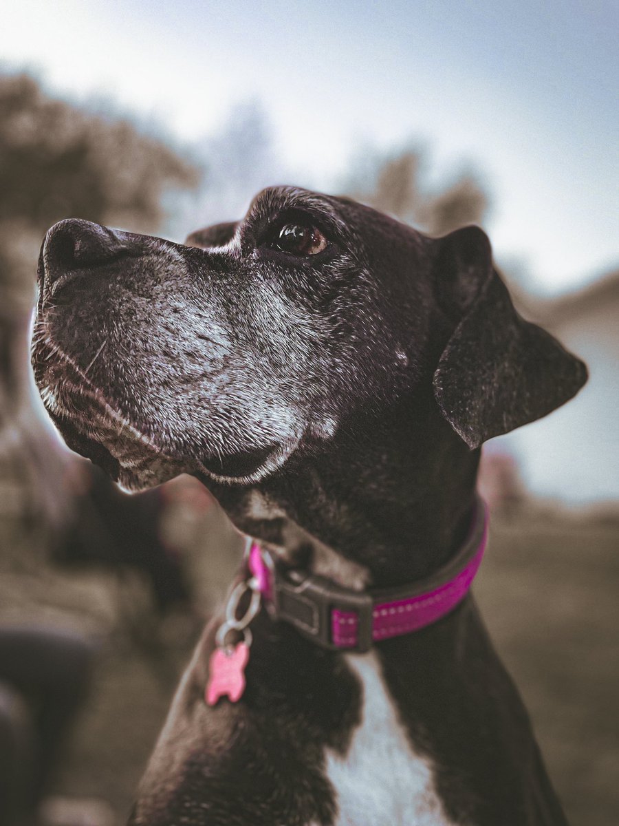 TheSilentDraw's tweet photo. My baby girl, I couldn’t resist not capture this moment.💙
#DogsOnTwitter #petphotography https://t.co/5sRnWUjjkd
