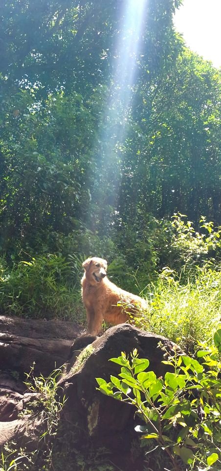 One pup, two pup, cute pup, for you pup! <a href="/Nate_Farabee/">Nathaniel Farabee</a>