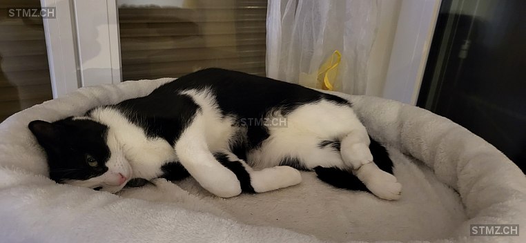 stmz_ch's tweet image. #Katze #vermisst stmz.ch/306609 4434 #Hölstein weiblich gefleckt Schwarz Weiss kurzhaar