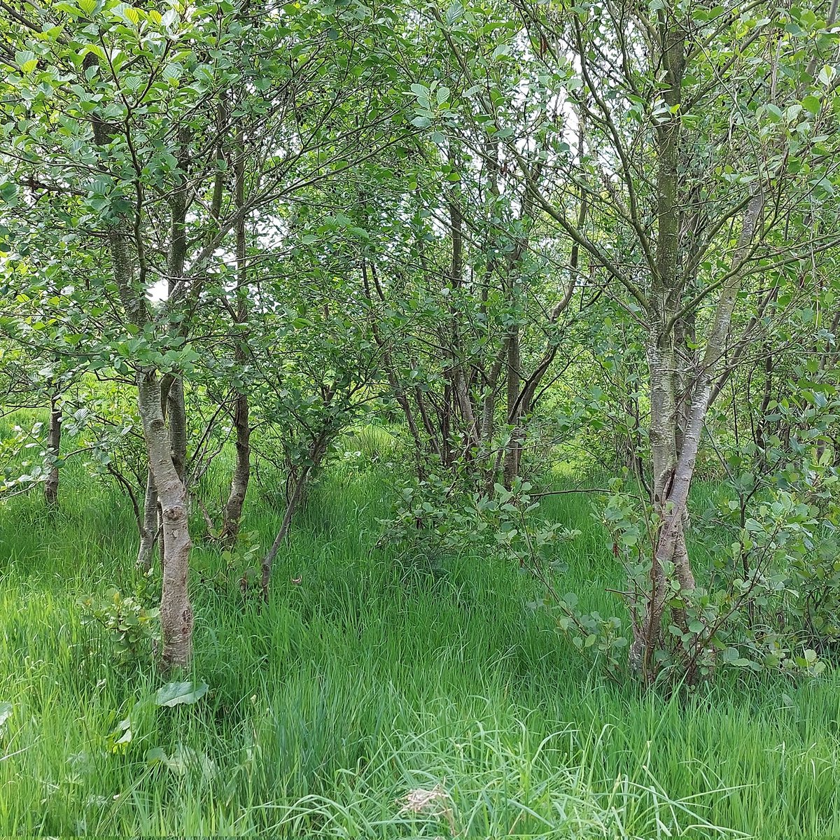 Prof Carl Sayer tweet media