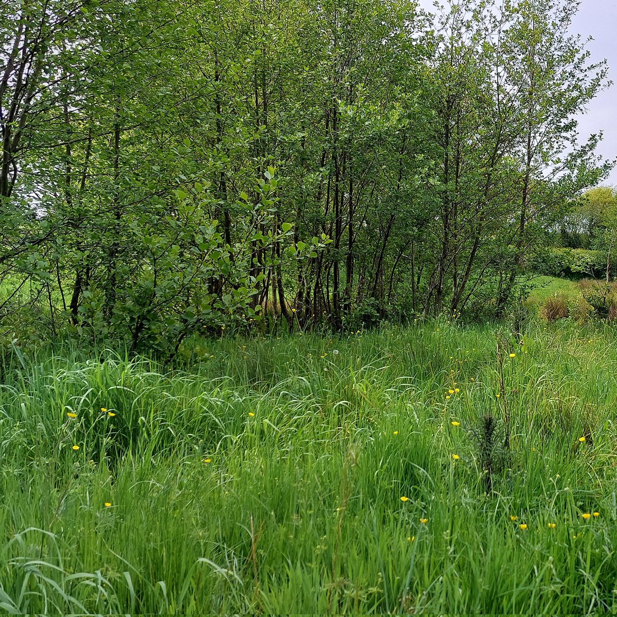 Prof Carl Sayer tweet media