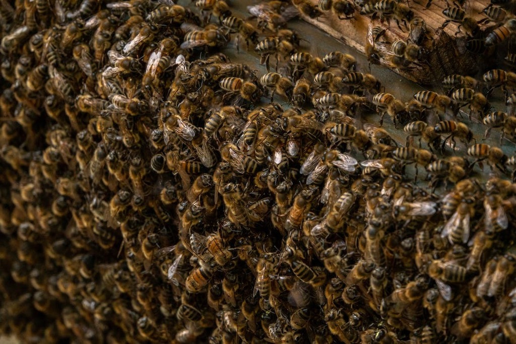 mieldeabejas.org/blog/usurpacio… #honey #abejas #abeja #miel #mieldeabeja