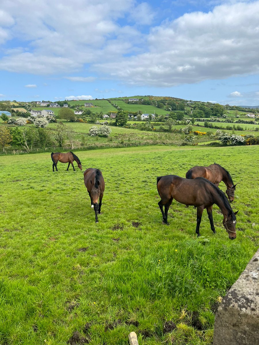 StudUniversal's tweet photo. Mares all out loving life, Exciting times ahead at #UniversalStud, Our very own son of #Frankel, has been busy! #GetInvolved #Foment https://t.co/d9qEwVN6rP