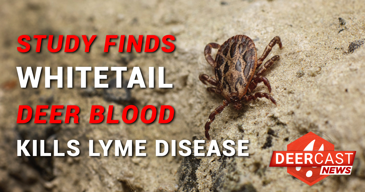 Deer Blood > Lyme disease 🩸💪🏼 Scientists have known for years that whitetail deer cannot be infected with Lyme disease, but weren't exactly sure why.. Recent research revealed the answer! Read below for details. 🔗 deercast.com/app/feed/item/…