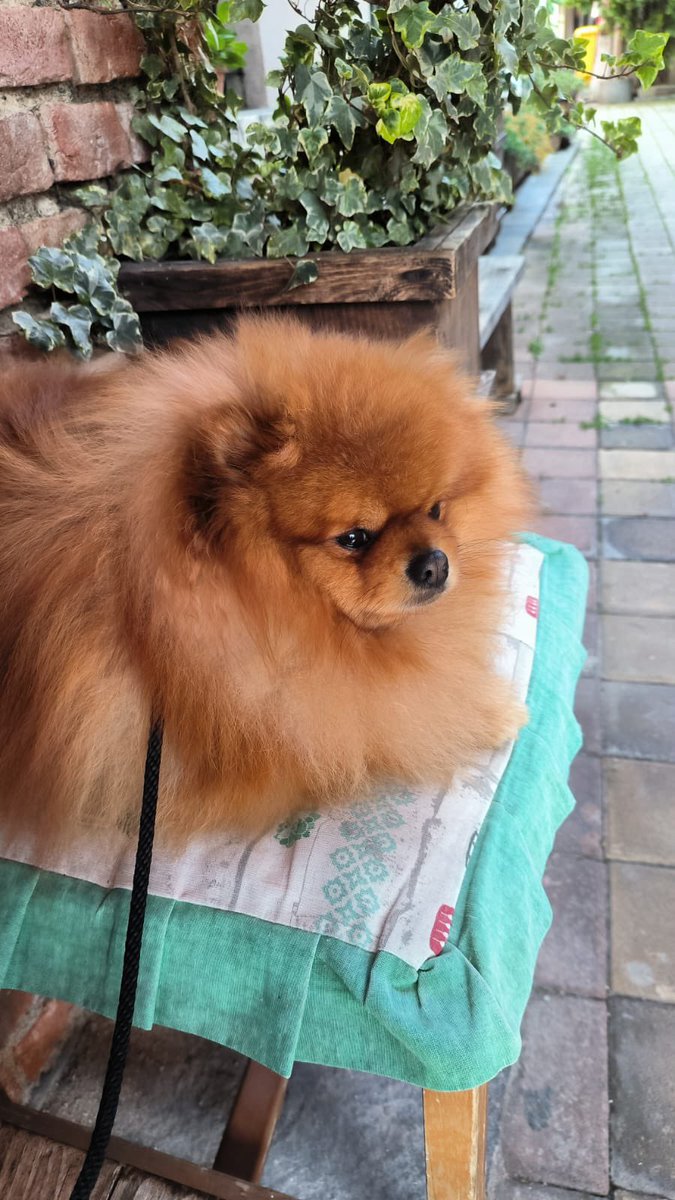 #volpino di pomerania versione quaglia
Abbiamo nascosto le zampe sotto il pelo… 😂😂😂
È un amore bellissimo ❤️❤️❤️
#jolly #amore #puppy #puppylove #cane #dog #SPITZ #buonasera #buonaserata #22maggio