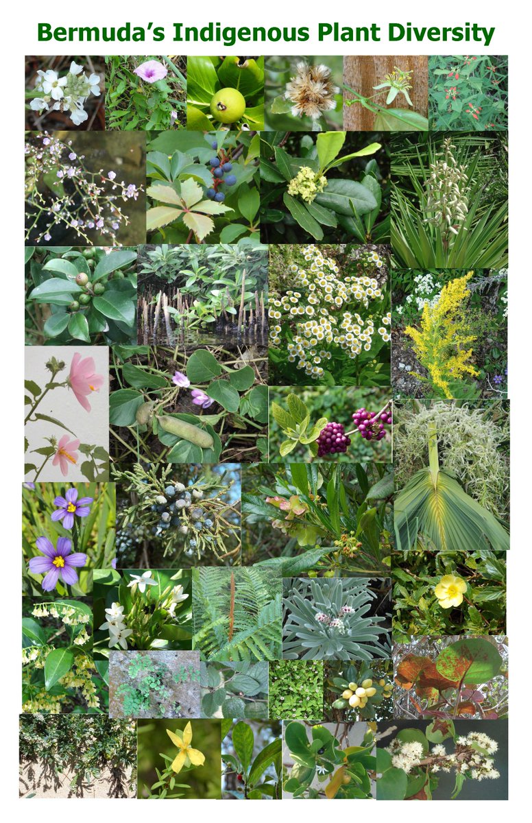 #BiodiversityDay2023 is the first #InternationalDayforBiologicalDiversity for 15 years where I've not been Biodiversity Officer. It feels strange!  Here is a re-post of a collage I posted on May 22nd a few years ago.