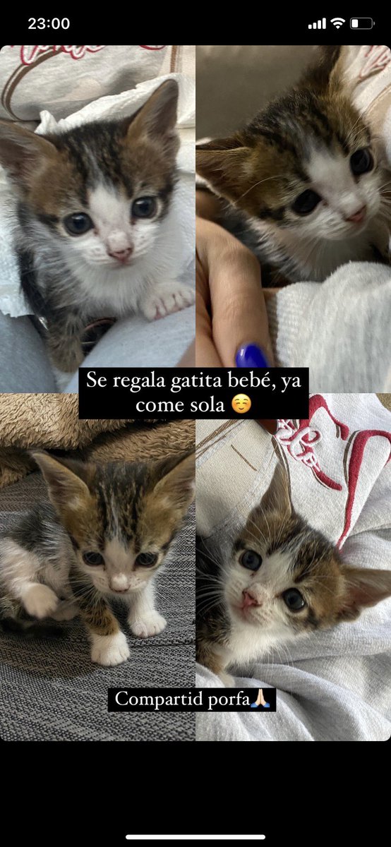 Maria_GM14's tweet photo. #adopcionmascotas #gatitos #adopciongato difundid 🙏🏻 https://t.co/nsFIVfffQB