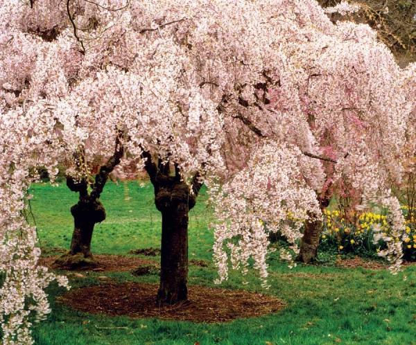 MotherEarthNews's tweet image. Trees are rich in beauty and benefits. Here are some tips on choosing the best trees for backyard beauty.

motherearthnews.com/homesteading-a… 

#plantatree #naturalhome #greenliving