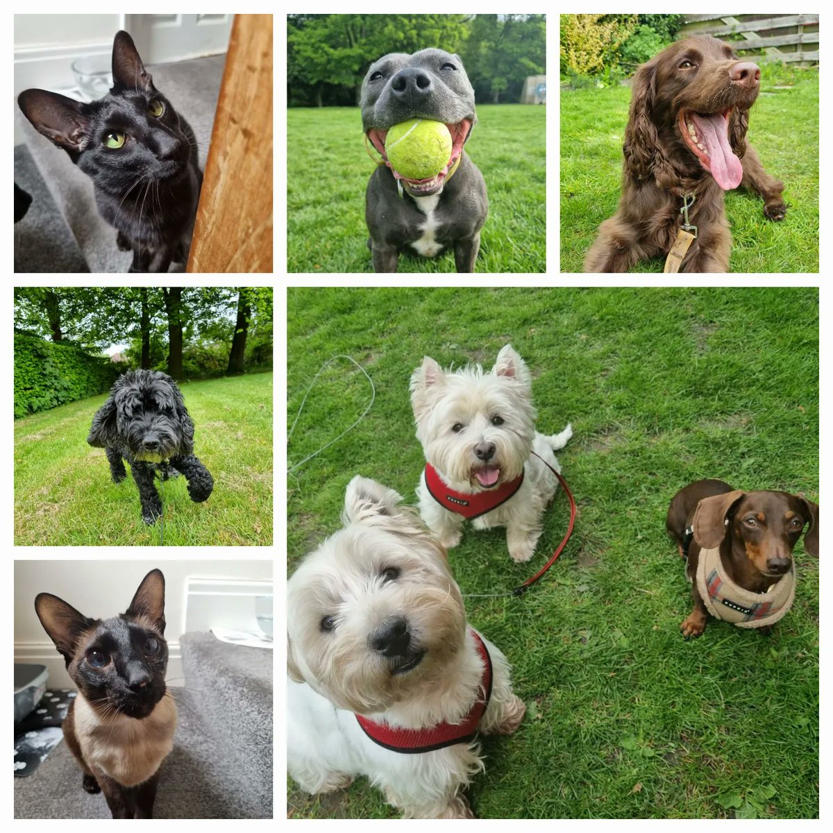 Last week's happy faces!  💕 🐾 #dogsofinstagram #catsofinstagram #doglover #catlover #petsofinstagram #petservices #dogwalking #dogwalker #sheffield #pawfittracker