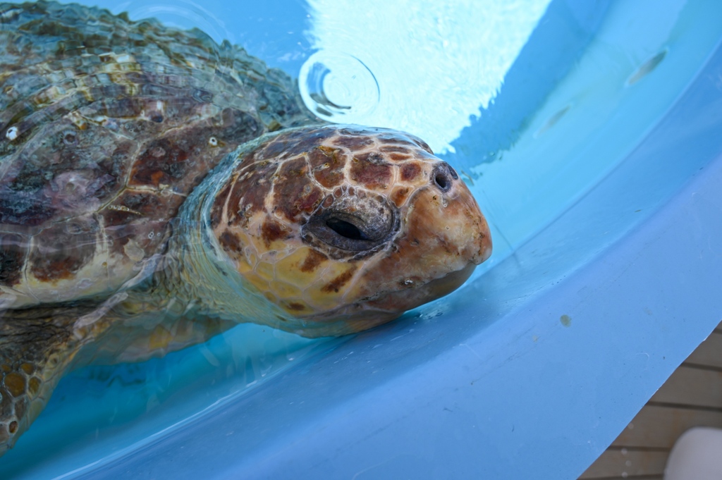 Did someone say... TURTLE RELEASE? 🐢 This Thursday, May 25th at 10AM, Loggerhead Marinelife Center will be releasing two loggerhead sea turtles! We are excited to have you all join us as we wave goodbye to these special patients 🌊👋