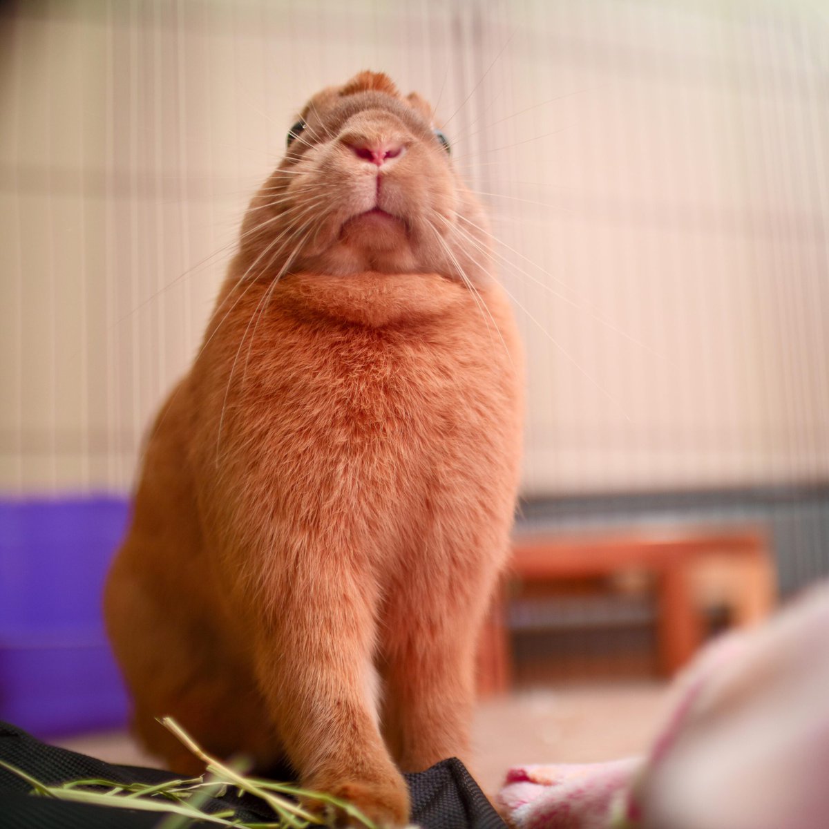 Behold! The noble bunny queen demands snak... rabbitvideos.com/107243/behold-… #Rabbits