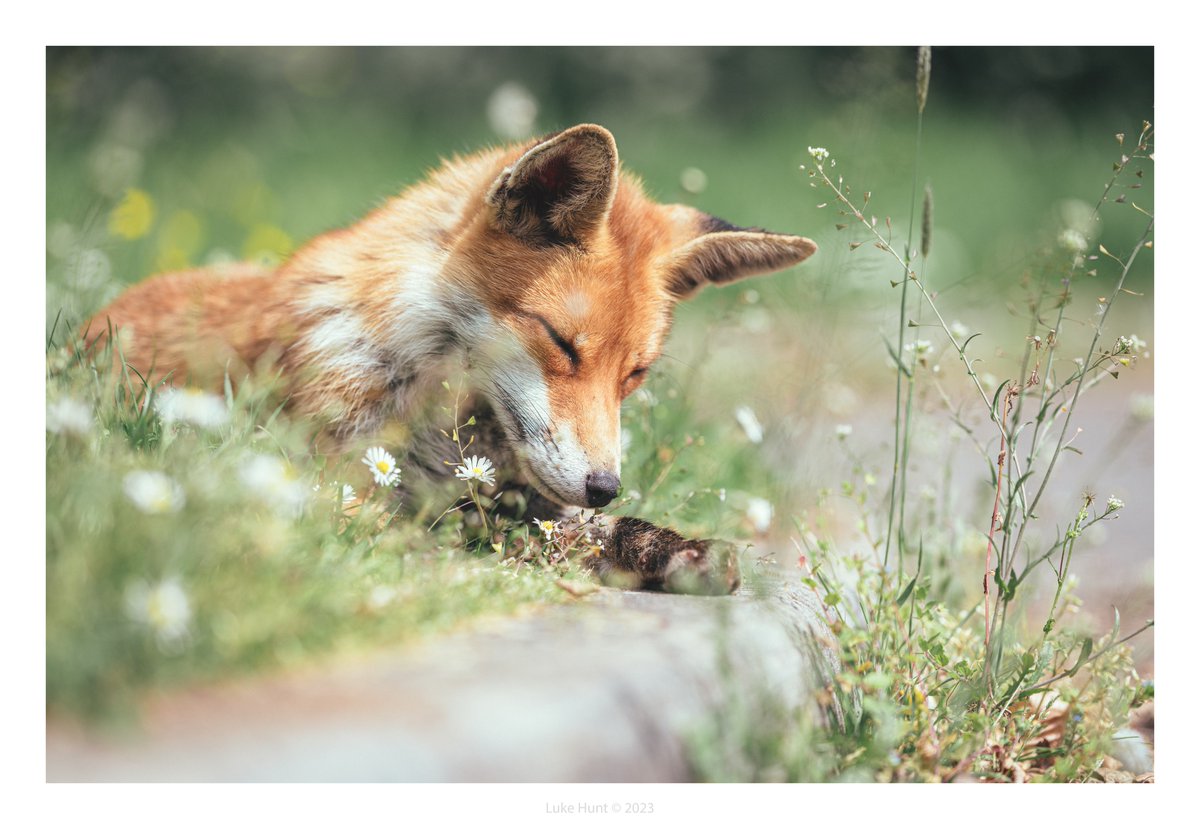 Nodding off :

#FoxOfTheDay #Sharemondays2023 #fsprintmonday
#nikoncreators <a href="/UKNikon/">Nikon UK & Ireland</a> #wildlifephotography #NaturePhotograhpy