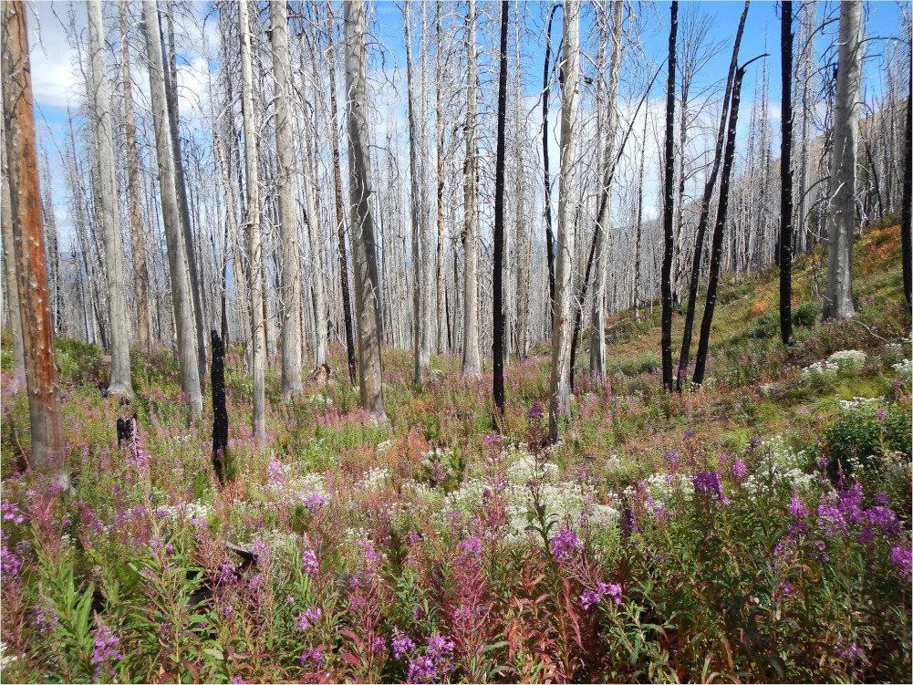 Even the biggest, hottest, wildfires create ecologically beneficial landscapes. Only human "landscapes" truly suffer. But we can build those to be safer. Follow the <a href="/JohnMuirProject/">John Muir Project</a> and <a href="/IdahoFirewise/">Idaho Firewise</a> to learn. 
FOC photo in #HellsCanyon Idaho