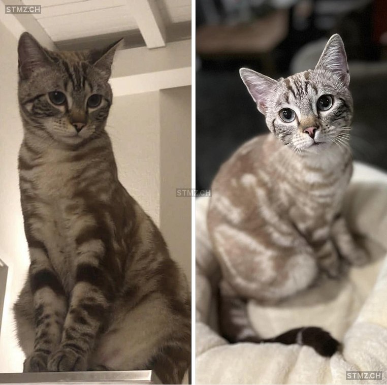 stmz_ch's tweet image. #Katze #vermisst stmz.ch/306611 4313 #Möhlin männlich getigert Braun Grau Beige/Golden kurzhaar