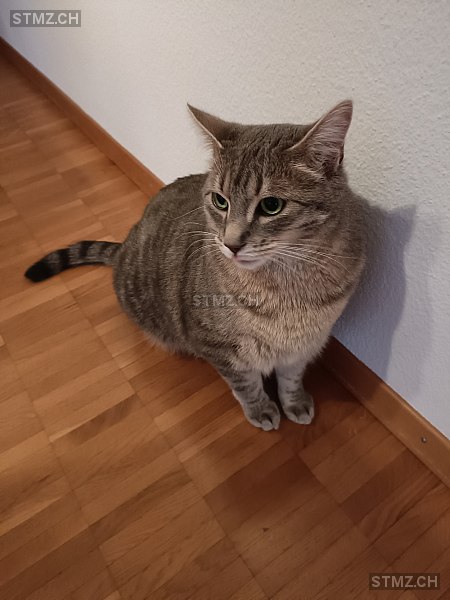 stmz_ch's tweet image. #Katze #gefunden stmz.ch/306612 8405 #Winterthur getigert Weiss Grau kurzhaar