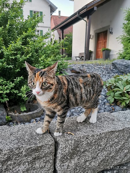 stmz_ch's tweet image. #Katze #gefunden stmz.ch/306613 8165 #Schöfflisdorf getigert Braun Weiss kurzhaar