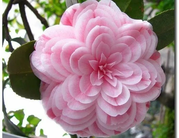 Япон гули "Камелия" (Camellia) Омад келтирадиган гул деб ҳисобларкан  японлар. Эртанги кун учун ҳаммага омад, ўзимгаям)