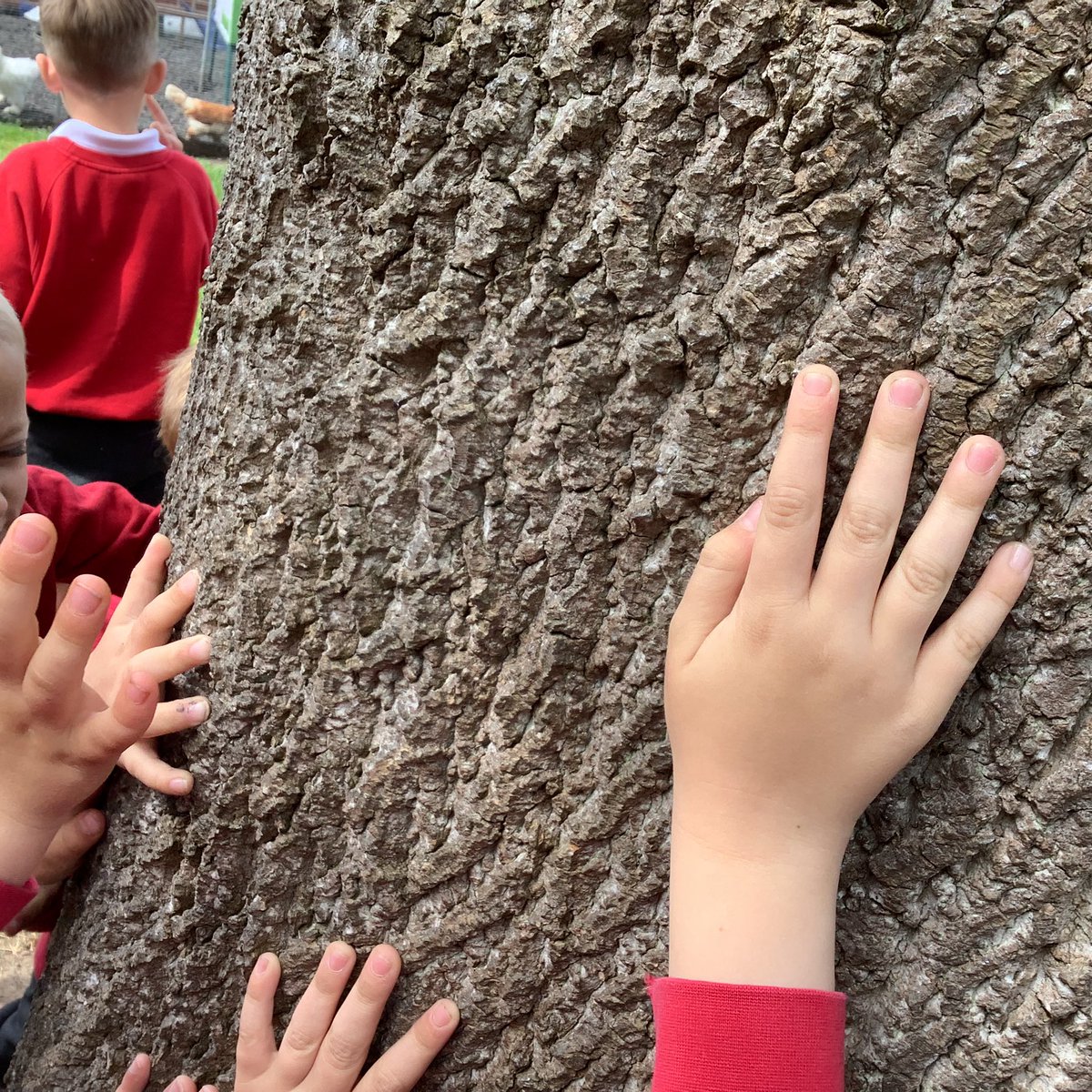 Barfordstpeters's tweet photo. A lovely refreshing awe and wonder walk this morning after reading Genesis 1 & 2, (The Creation Story) followed by a quick explore around the trim trail. #bspEYFS #bspScience #bspRE https://t.co/4CVqxZOdHR