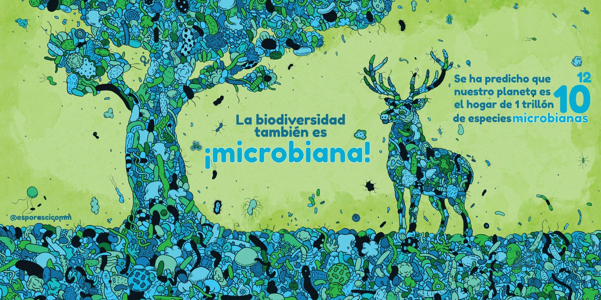 EsporasLab's tweet photo. 🔹 A menudo consideramos la #biodiversidad como los árboles y los animales que podemos ver 🌳, ya sea en nuestro entorno a diario o en documentales y libros. Pero a nivel #microscópico existe un mundo mucho mayor que el de los #organismos visibles a simple vista.

¡La biodiversidad también es #microbiana! 💚🦠🩵

#diainternacionaldeladiversidadbiologica #BiodiversityDay2023 #DiadelaBiodiversidad #BiodiversityDay