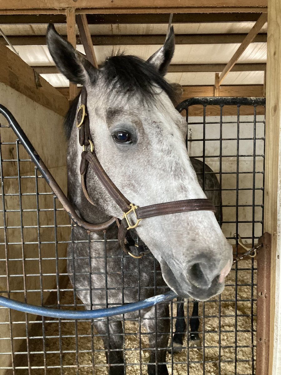 livipitch22's tweet photo. That’s right- the Gray 🚀 is back @PimlicoRC on Thursday running in Alw/Optional company with the “Lord of the Lawn” @VCarrasco28 piloting! Let’s Go! 🐎💨💨💨💨💨@ThePewterStable @PolitanoJim @PTHA17 #zyramid #cityzip #turfmonster https://t.co/2L0aqKwIrx
