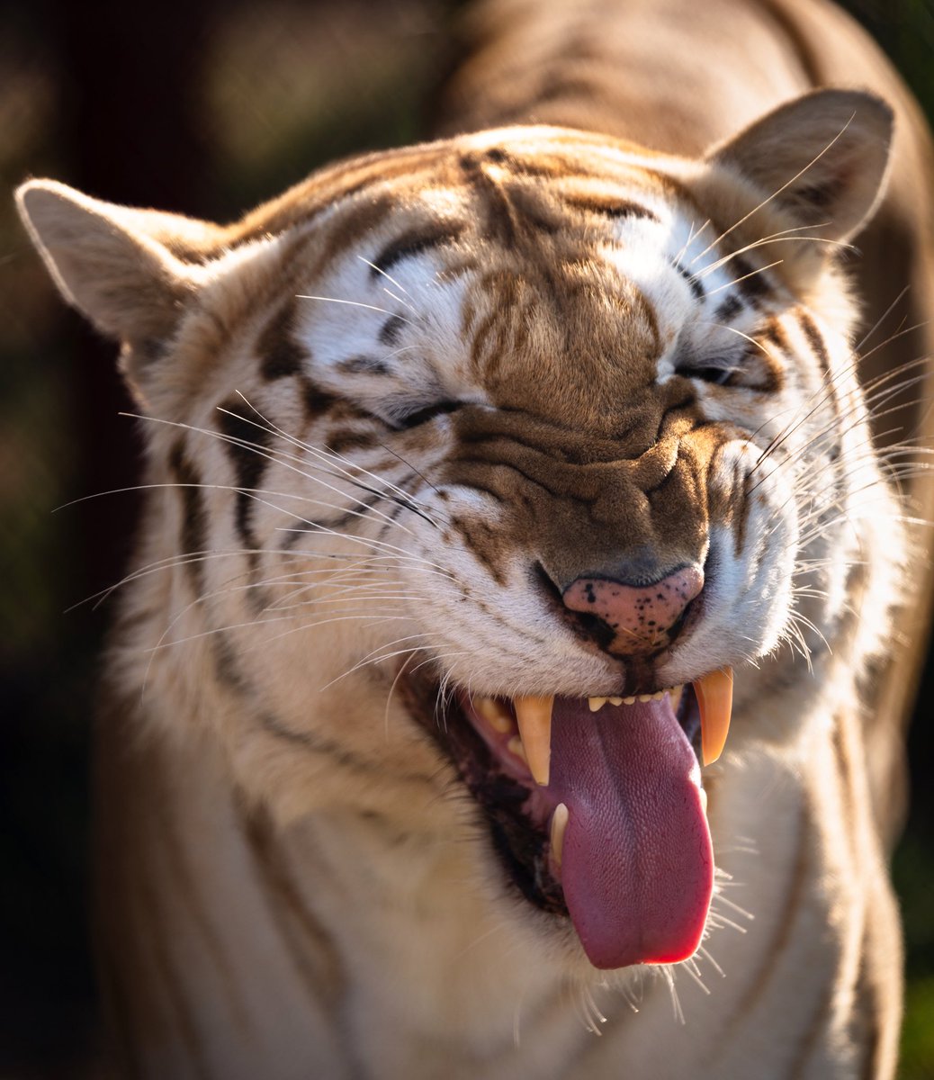 carerescuetexas's tweet photo. It’s a very Munchie Monday! #stinkyface #flehmen #daretocare #carerescuetexas #tiger #goldentabbytiger
📷: @whereverimaydutle https://t.co/R7RTH2VEY7