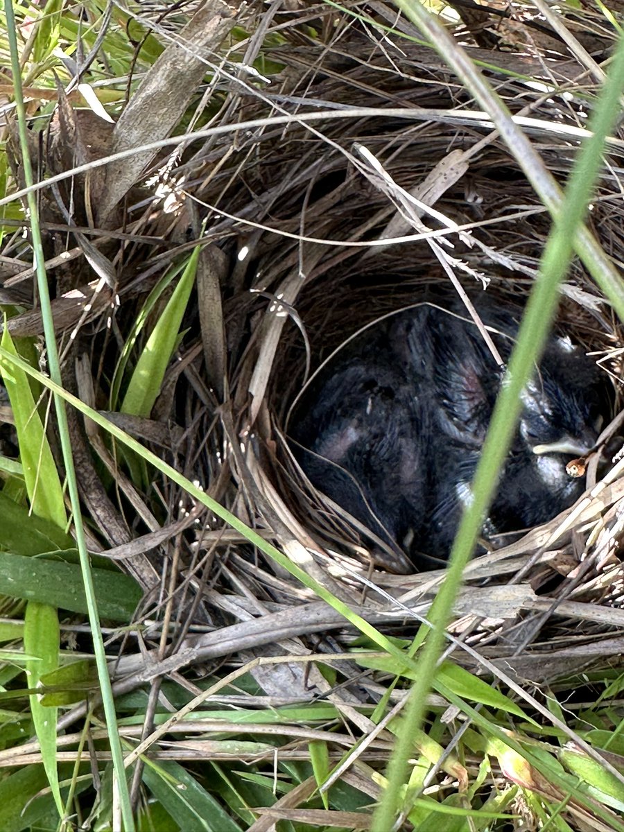 HGonzembach's tweet photo. Who doesn’t love stumbling upon baby Bachman’s sparrows. Wonder what interesting songs these little ones will incorporate into their repertoires! https://t.co/BI6yFtKMkU