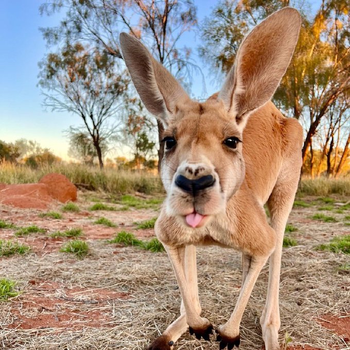The residents at The Kangaroo Sanctuary are a rather cheeky bunch 😛&nbsp;  Say g'day to Chester, one of the<a href="/tag/seeaustralia"class="tags"><span>#seeaustralia</span></a><a href="/tag/comeandsaygday"class="tags"><span>#comeandsaygday</span></a>