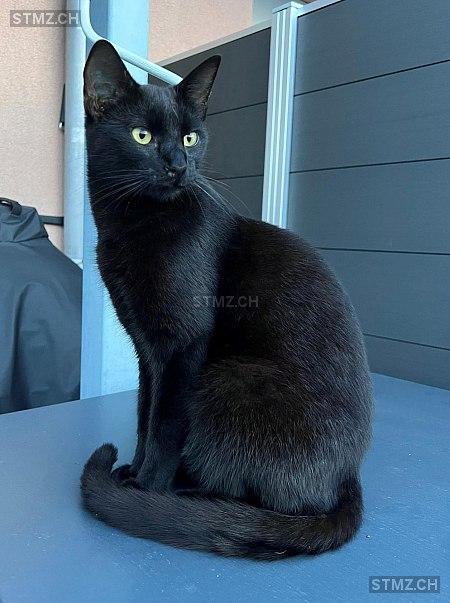 stmz_ch's tweet image. #Katze #vermisst stmz.ch/306614 6030 #Ebikon männlich einfarbig Schwarz kurzhaar