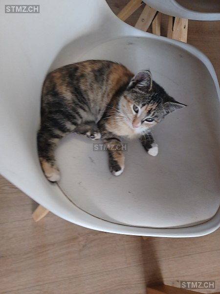 stmz_ch's tweet image. #Katze #vermisst stmz.ch/306615 6403 #Küssnacht am Rigi weiblich gefleckt Braun Weiss Rot/Orange kurzhaar
