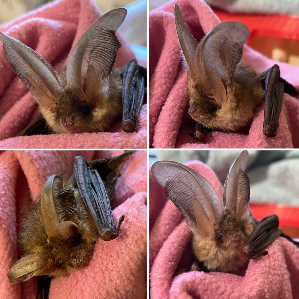 You can never have too many pictures of these gorgeous #bats. She’s just a little underweight so hopefully will be released back into the wild soon #batcare #wildlife #rehabilitation