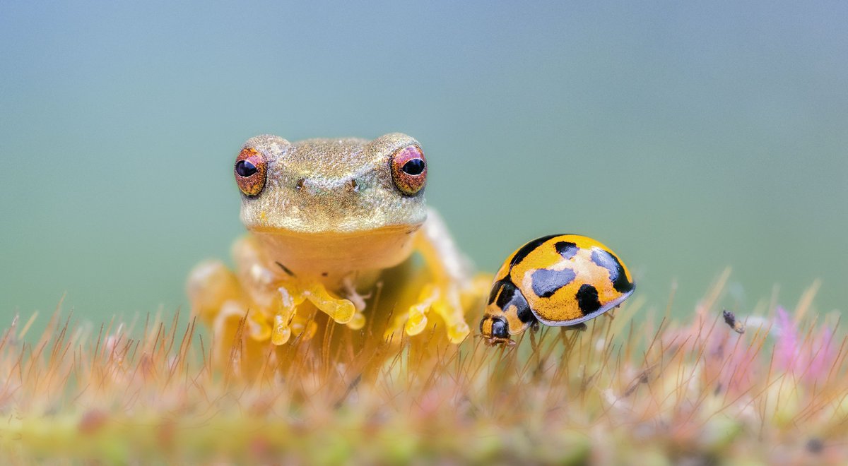 Young people are important stewards of our planet’s biodiversity. Learn more with Kahoot!

nature.ly/3MQDvwi  
 
Image: Jason Curtius /TNC Photo Contest 2019 #biodiversityday <a href="/Kahoot/">Kahoot!</a> <a href="/UNBiodiversity/">UN Biodiversity</a>