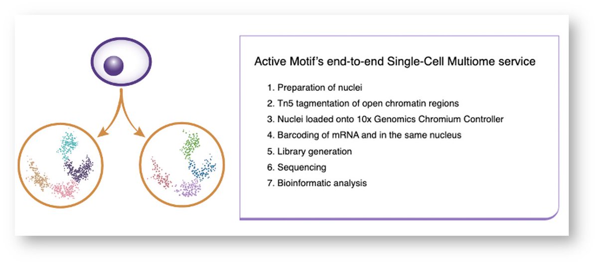 activemotif's tweet photo. scMultiome Service ➡  One Cell. Two Readouts!

Ask about this novel End-to-End service to measure gene expression AND open chromatin states from the same cell​!  https://t.co/IlsihjQaP5

#epigenetics #multiome #multomics #proteomics #immunology #ASCO23 #cyto2023 https://t.co/TonnYsNHlm