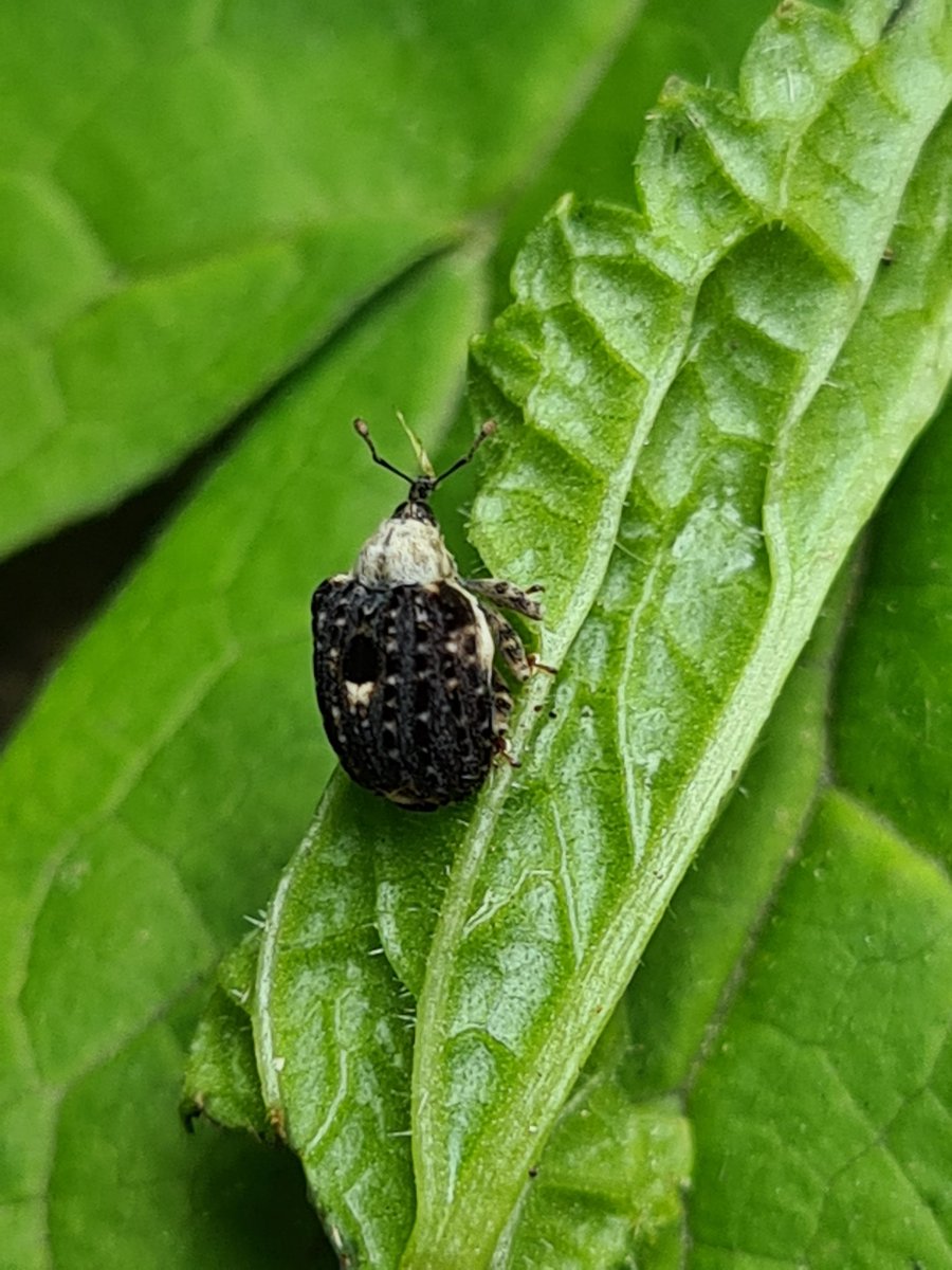 Meadowendy (@wendyholliday13) on Twitter photo Plenty of invertebrates around the wildlife pond, some new for me. My thoughts: Plateumaris sericea in two colour forms, Stretch Spider, Tetragnatha sp. and Figwort Weevil, Cionus scrophulariae. <a href="/ViperaDan/">Dan Lombard</a> @WhitbyNats Plenty of invertebrates around the wildlife pond, some new for me. My thoughts: Plateumaris sericea in two colour forms, Stretch Spider, Tetragnatha sp. and Figwort Weevil, Cionus scrophulariae. <a href="/ViperaDan/">Dan Lombard</a> @WhitbyNats